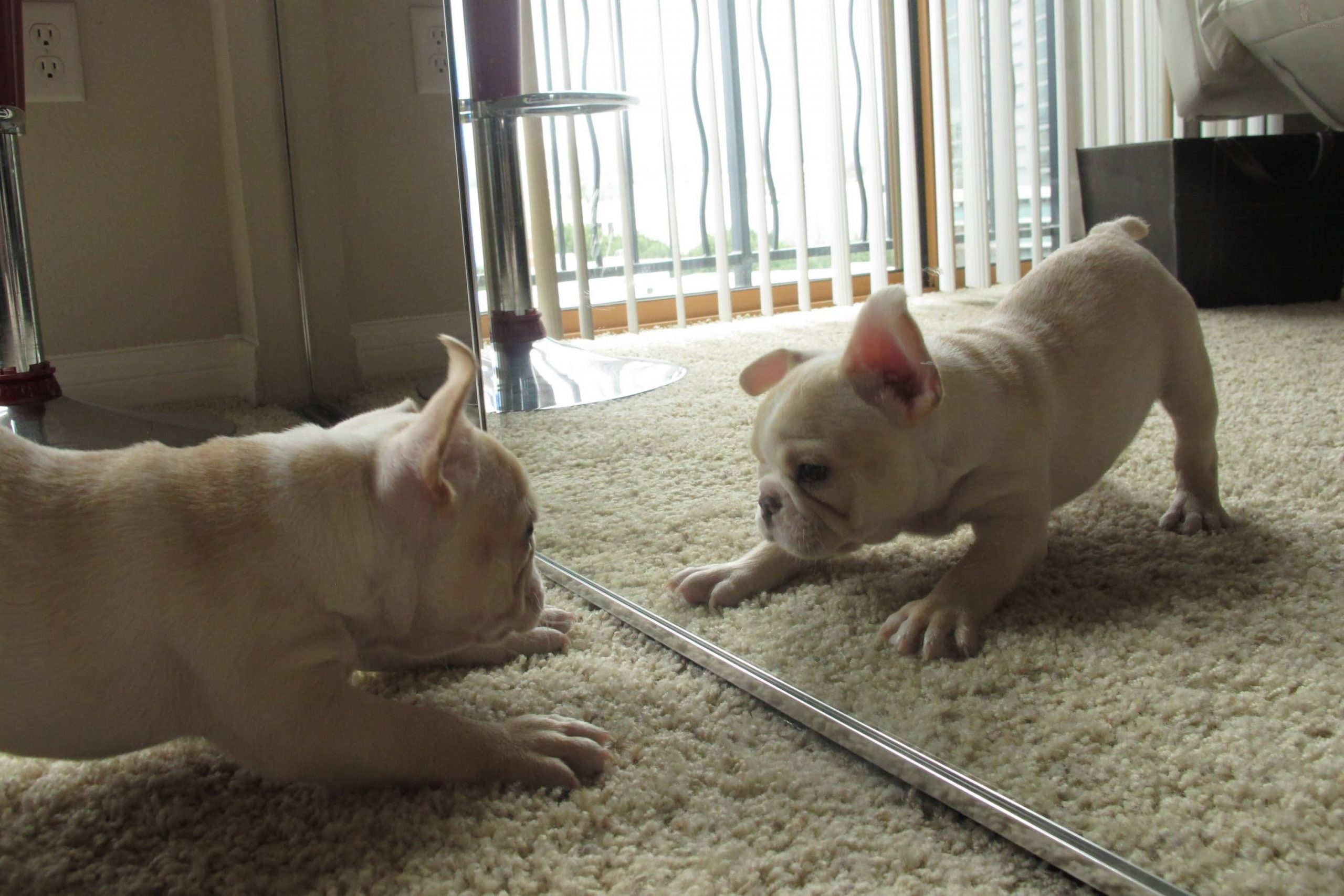 can a dog recognize itself in the mirror